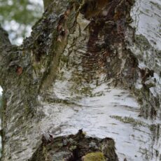 5038838002625 1 Betula Alba Pendula 12l.JPG